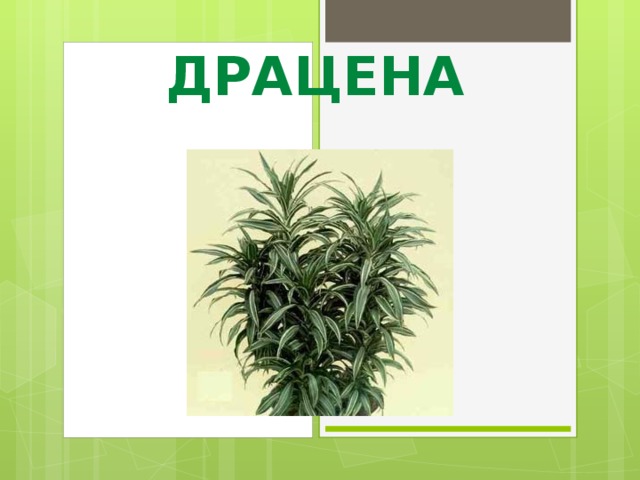 ДРАЦЕНА 