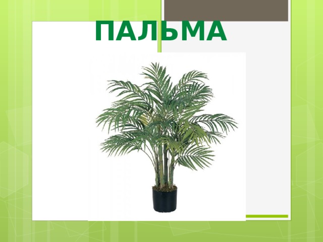 ПАЛЬМА 