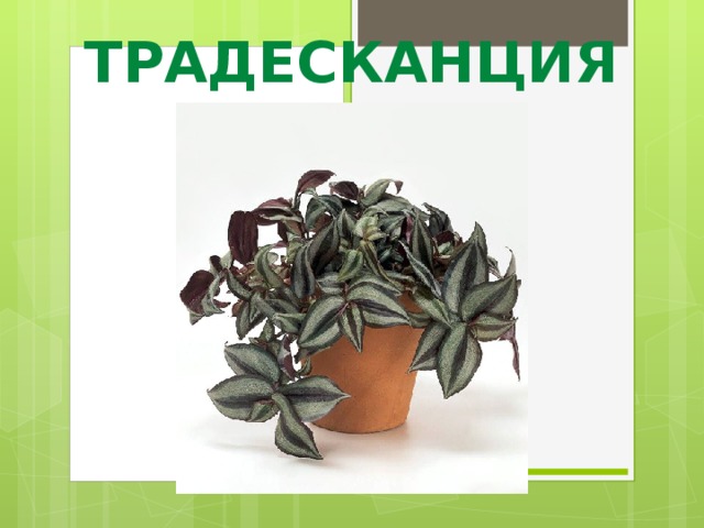 ТРАДЕСКАНЦИЯ 