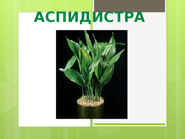 АСПИДИСТРА 