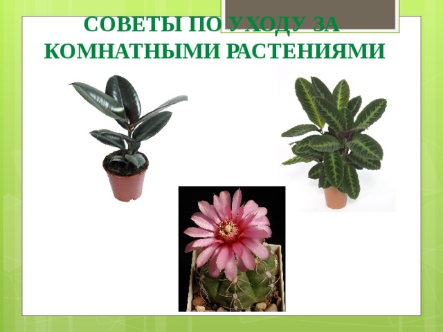 СОВЕТЫ ПО УХОДУ ЗА КОМНАТНЫМИ РАСТЕНИЯМИ 