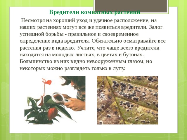 Вредители комнатных растений  Несмотря на хороший уход и удачное расположение, на наших растениях могут все же появиться вредители. Залог успешной борьбы - правильное и своевременное определение вида вредителя. Обязательно осматривайте все растения раз в неделю. Учтите, что чаще всего вредители находятся на молодых листьях, в цветах и бутонах. Большинство из них видно невооруженным глазом, но некоторых можно разглядеть только в лупу. 