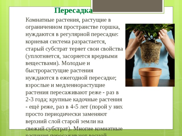 Пересадка  Комнатные растения, растущие в ограниченном пространстве горшка, нуждаются в регулярной пересадке: корневая система разрастается, старый субстрат теряет свои свойства (уплотняется, засоряется вредными веществами). Молодые и быстрорастущие растения нуждаются в ежегодной пересадке; взрослые и медленнорастущие растения пересаживают реже - раз в 2-3 года; крупные кадочные растения - ещё реже, раз в 4-5 лет (порой у них просто периодически заменяют верхний слой старой земли на свежий субстрат). Многие комнатные растения пересаживают весной (обычно с конца февраля-начала марта по май), когда они, получая всё больше света и тепла от весеннего солнца, начинают трогаться в рост после зимнего покоя. 