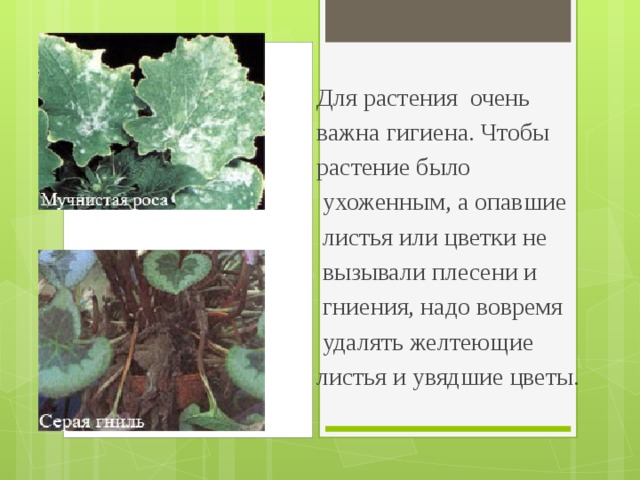 Для растения очень важна гигиена. Чтобы растение было  ухоженным, а опавшие  листья или цветки не  вызывали плесени и  гниения, надо вовремя  удалять желтеющие листья и увядшие цветы. 