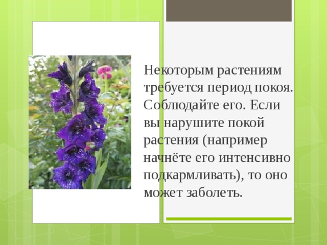 Некоторым растениям требуется период покоя. Соблюдайте его. Если вы нарушите покой растения (например начнёте его интенсивно подкармливать), то оно может заболеть. 