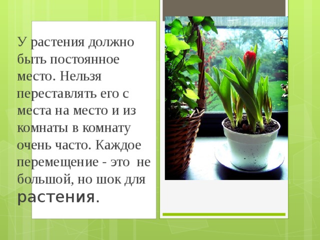 У растения должно быть постоянное место. Нельзя переставлять его с места на место и из комнаты в комнату очень часто. Каждое перемещение - это не большой, но шок для растения. 