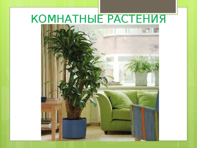 КОМНАТНЫЕ РАСТЕНИЯ 