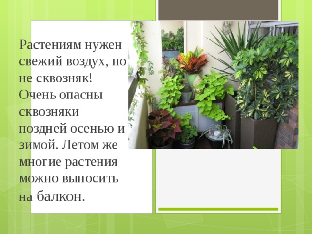 Растениям нужен свежий воздух, но не сквозняк! Очень опасны сквозняки поздней осенью и зимой. Летом же многие растения можно выносить на балкон. 