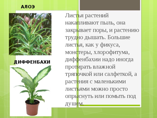 АЛОЭ Листья растений накапливают пыль, она закрывает поры, и растению трудно дышать. Большие листья, как у фикуса, монстеры, хлорофитума, диффенбахии надо иногда протирать влажной тряпочкой или салфеткой, а растения с маленькими листьями можно просто опрыснуть или помыть под душем. ДИФФЕНБАХИЯ 