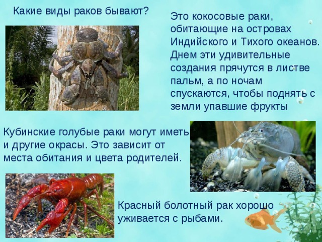 Какие виды раков бывают? Это кокосовые раки, обитающие на островах Индийского и Тихого океанов. Днем эти удивительные создания прячутся в листве пальм, а по ночам спускаются, чтобы поднять с земли упавшие фрукты Кубинские голубые раки могут иметь и другие окрасы. Это зависит от места обитания и цвета родителей. Красный болотный рак хорошо уживается с рыбами. 