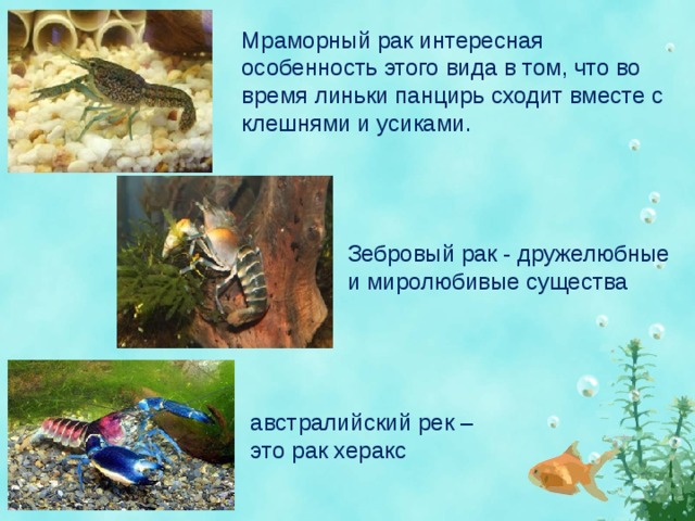 Мраморный рак интересная особенность этого вида в том, что во время линьки панцирь сходит вместе с клешнями и усиками. Зебровый рак - дружелюбные и миролюбивые существа австралийский рек – это рак херакс 