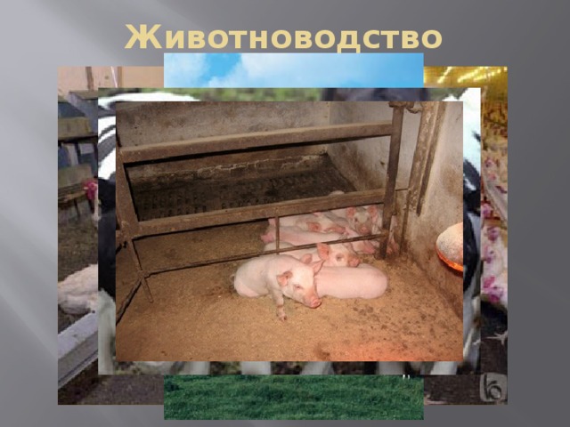 Животноводство 