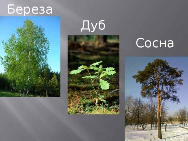 Береза Дуб Сосна 