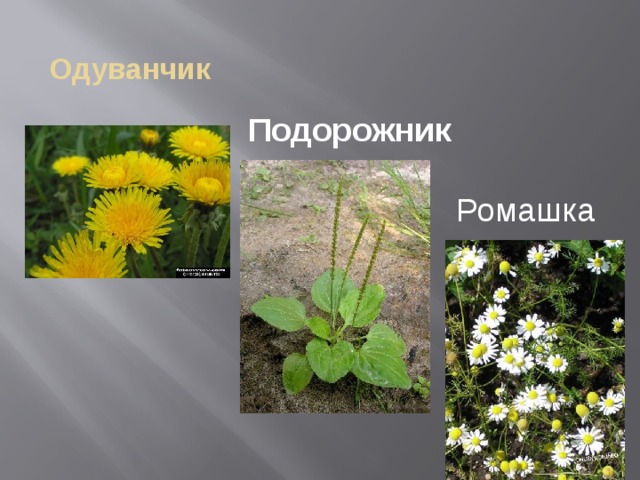 Одуванчик Подорожник Ромашка 