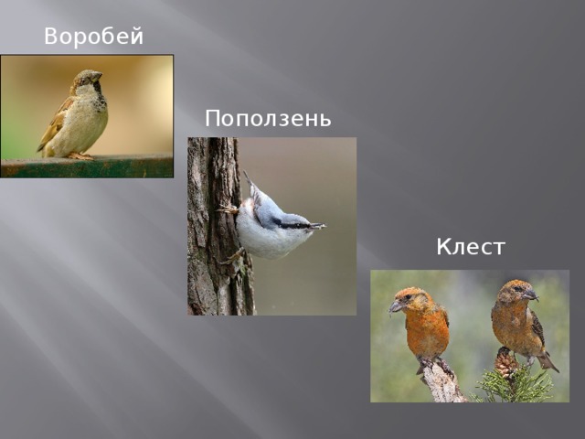 Воробей Поползень Клест 
