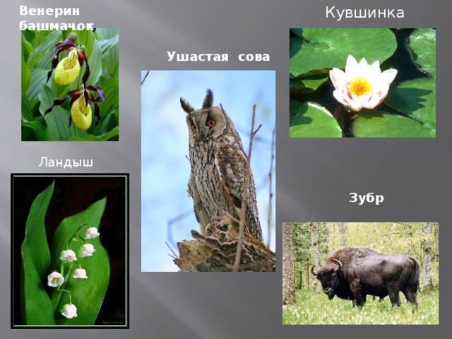 Венерин башмачок Кувшинка  Ушастая сова Ландыш Зубр 