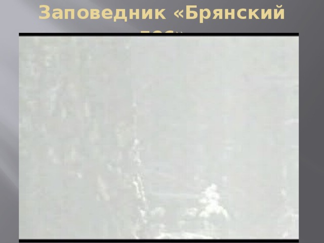 Заповедник «Брянский лес» 