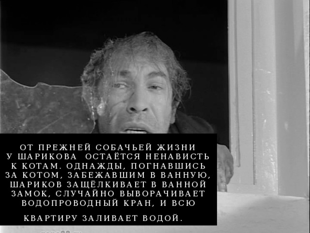 От прежней собачьей жизни у Шарикова остаётся ненависть к котам. Однажды, погнавшись за котом, забежавшим в ванную, Шариков защёлкивает в ванной замок, случайно выворачивает водопроводный кран, и всю квартиру заливает водой. .  