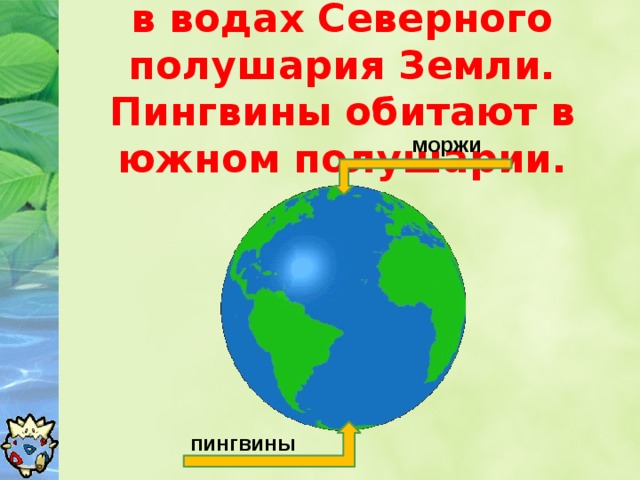 Моржи распространены в водах Северного полушария Земли.  Пингвины обитают в южном полушарии. моржи пингвины 