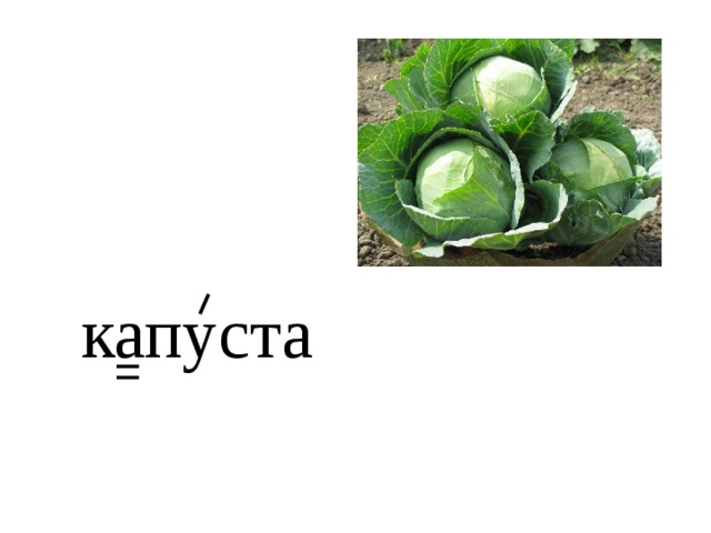капуста 