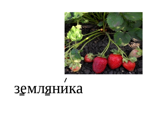 земляника 