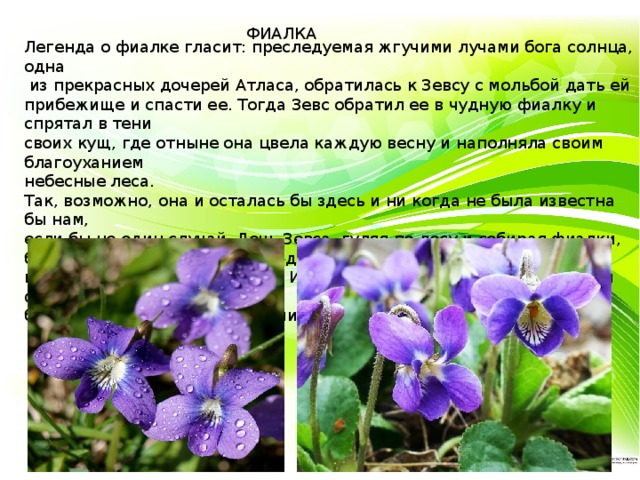 ФИАЛКА Легенда о фиалке гласит: преследуемая жгучими лучами бога солнца, одна  из прекрасных дочерей Атласа, обратилась к Зевсу с мольбой дать ей прибежище и спасти ее. Тогда Зевс обратил ее в чудную фиалку и спрятал в тени своих кущ, где отныне она цвела каждую весну и наполняла своим благоуханием небесные леса. Так, возможно, она и осталась бы здесь и ни когда не была известна бы нам, если бы не один случай. Дочь Зевса, гуляя по лесу и собирая фиалки, была похищена Плутоном. Увидев его, она в испуге выронила прекрасные цветы на землю… Исходя из этого сказания, именно эти фиалки и были прародительницами наших фиалок. 