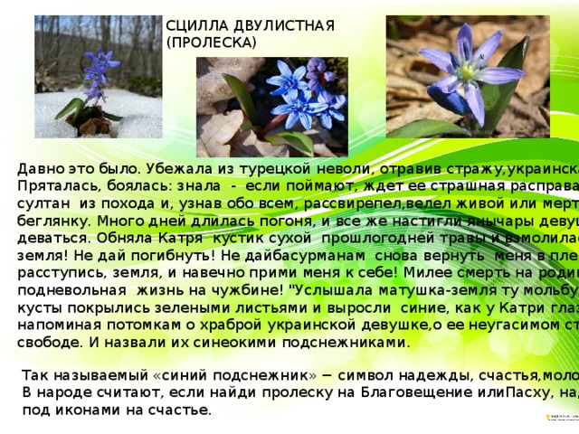 СЦИЛЛА ДВУЛИСТНАЯ (ПРОЛЕСКА) Давно это было. Убежала из турецкой неволи, отравив стражу,украинская девушка  Катря. Пряталась, боялась: знала  -  если поймают, ждет ее страшная расправа.Вернулся вскоре султан  из похода и, узнав обо всем, рассвирепел,велел живой или мертвой вернуть беглянку. Много дней длилась погоня, и все же настигли янычары девушку, некуда ей деваться. Обняла Катря  кустик сухой  прошлогодней травы и взмолилась: 