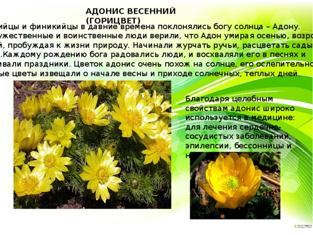АДОНИС ВЕСЕННИЙ (ГОРИЦВЕТ) Ассирийцы и финикийцы в давние времена поклонялись богу солнца – Адону. Эти мужественные и воинственные люди верили, что Адон умирая осенью, возрождался весной, пробуждая к жизни природу. Начинали журчать ручьи, расцветать сады и петь птицы.Каждому рождению бога радовались люди, и восхваляли его в песнях и устраивали праздники. Цветок адонис очень похож на солнце, его ослепительно-желтые крупные цветы извещали о начале весны и приходе солнечных, теплых дней.   Благодаря целебным свойствам адонис широко используется в медицине: для лечения сердечно-сосудистых заболеваний, эпилепсии, бессонницы и неврозов. 