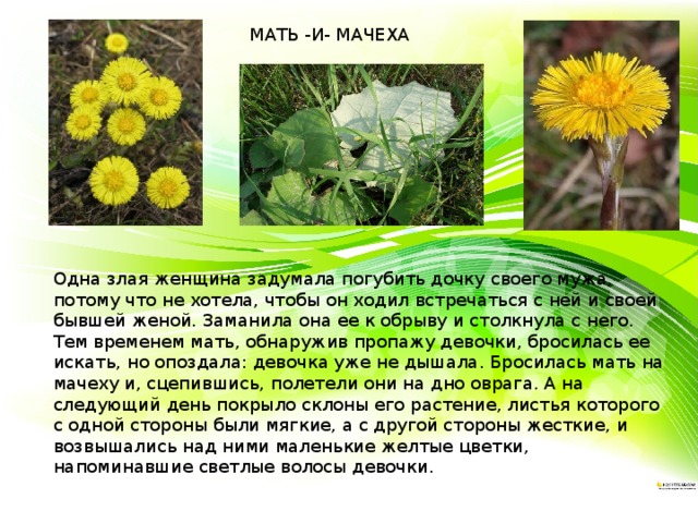 МАТЬ -И- МАЧЕХА  Одна злая женщина задумала погубить дочку своего мужа, потому что не хотела, чтобы он ходил встречаться с ней и своей бывшей женой. Заманила она ее к обрыву и столкнула с него. Тем времeнем мать, обнаружив пропажу девочки, бросилась ее искать, но опоздала: девочка уже не дышала. Бросилась мать на мачеху и, сцепившись, полетели они на дно оврага. А на следующий день покрыло склоны его растение, листья которого с одной стороны были мягкие, а с другой стороны жесткие, и возвышались над ними маленькие желтые цветки, напоминавшие светлые волосы девочки. 