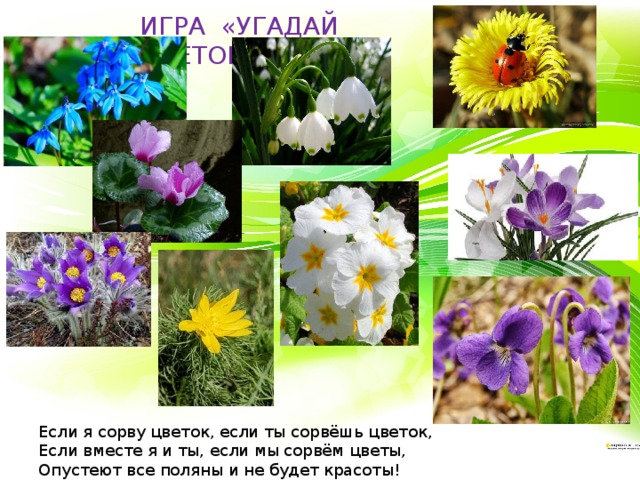 ИГРА «УГАДАЙ ЦВЕТОК!» Если я сорву цветок, если ты сорвёшь цветок,  Если вместе я и ты, если мы сорвём цветы,  Опустеют все поляны и не будет красоты! 