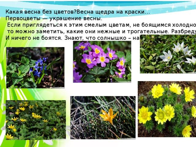 Какая весна без цветов?Весна щедра на краски… Первоцветы — украшение весны.  Если приглядеться к этим смелым цветам, не боящимся холодной погоды,  то можно заметить, какие они нежные и трогательные. Разбредутся по полянке – красота! И ничего не боятся. Знают, что солнышко – на их стороне! 