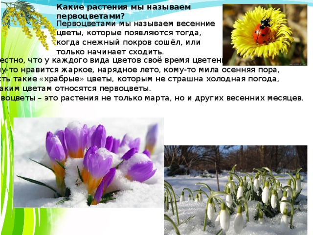 Какие растения мы называем первоцветами?   Первоцветами мы называем весенние цветы, которые появляются тогда, когда снежный покров сошёл, или только начинает сходить. Известно, что у каждого вида цветов своё время цветения. Кому-то нравится жаркое, нарядное лето, кому-то мила осенняя пора, а есть такие «храбрые» цветы, которым не страшна холодная погода,  к таким цветам относятся первоцветы. Первоцветы – это растения не только марта, но и других весенних месяцев. 