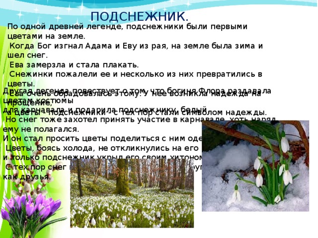 ПОДСНЕЖНИК. По одной древней легенде, подснежники были первыми цветами на земле.  Когда Бог изгнал Адама и Еву из рая, на земле была зима и шел снег.  Ева замерзла и стала плакать.  Снежинки пожалели ее и несколько из них превратились в цветы.  Ева очень обрадовалась этому. У нее возникла надежда на прощение, а цветы - подснежники - с тех пор стали символом надежды. Другая легенда повествует о том, что богиня Флора раздавала цветам костюмы для карнавала и подарила подснежнику белый.  Но снег тоже захотел принять участие в карнавале, хоть наряд ему не полагался. И он стал просить цветы поделиться с ним одеянием.  Цветы, боясь холода, не откликнулись на его просьбу, и только подснежник укрыл его своим хитоном.  С тех пор снег и подснежник неразлучны друг с другом, как друзья. 