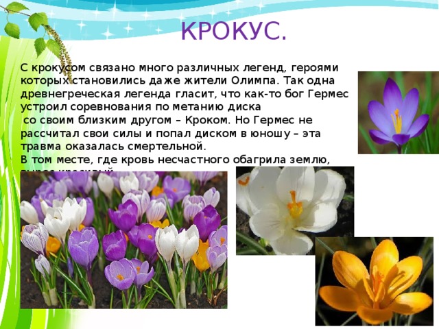 КРОКУС. С крокусом связано много различных легенд, героями которых становились даже жители Олимпа. Так одна древнегреческая легенда гласит, что как-то бог Гермес устроил соревнования по метанию диска  со своим близким другом – Кроком. Но Гермес не рассчитал свои силы и попал диском в юношу – эта травма оказалась смертельной. В том месте, где кровь несчастного обагрила землю, вырос красивый, как и сам юноша, цветок крокус. 