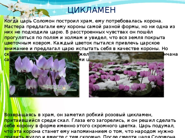 ЦИКЛАМЕН Когда царь Соломон построил храм, ему потребовалась корона. Мастера предлагали ему короны самой разной формы, но ни одна из них не подходила царю. В расстроенных чувствах он пошёл прогуляться по полям и холмам и увидел, что вся земля покрыта цветочным ковром. Каждый цветок пытался привлечь царское внимание и предлагал царю испытать себя в качестве короны. Но скромный царь Соломон не пожелал, чтобы его голова была увенчана самодовольными и хвастливыми цветами.     Возвращаясь в храм, он заметил робкий розовый цикламен, притаившийся среди скал. Глаза его загорелись, и он решил сделать себе корону в форме именно этого скромного цветка. Царь подумал, что эта корона станет ему напоминанием о том, что народом нужно править мудро и вместе с тем скромно. После смерти царя Соломона цикламен опечалился и ещё ниже склонил свою головку в знак скорби.  