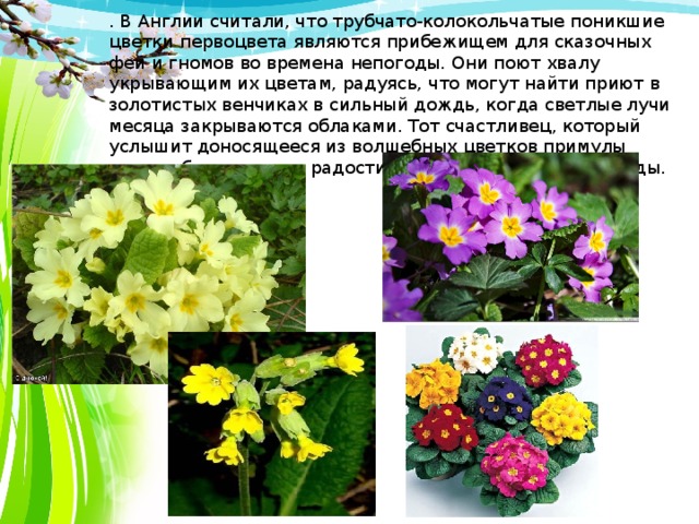 . В Англии считали, что трубчато-колокольчатые поникшие цветки первоцвета являются прибежищем для сказочных фей и гномов во времена непогоды. Они поют хвалу укрывающим их цветам, радуясь, что могут найти приют в золотистых венчиках в сильный дождь, когда светлые лучи месяца закрываются облаками. Тот счастливец, который услышит доносящееся из волшебных цветков примулы пение - будет жить в радости и благополучии долгие годы. 