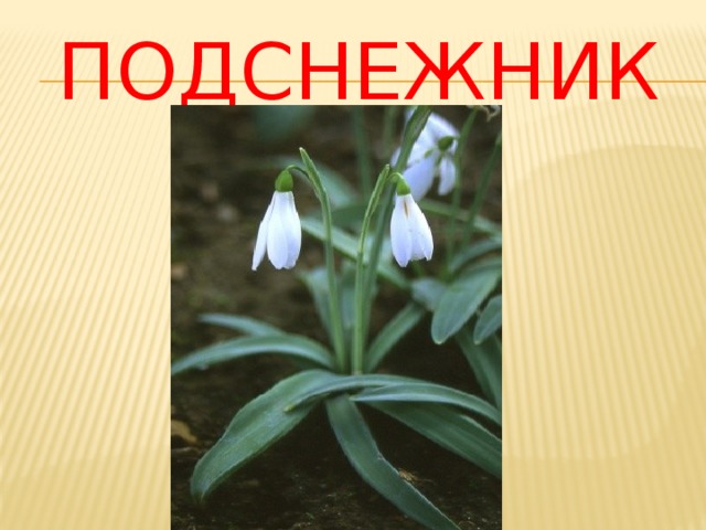подснежник 