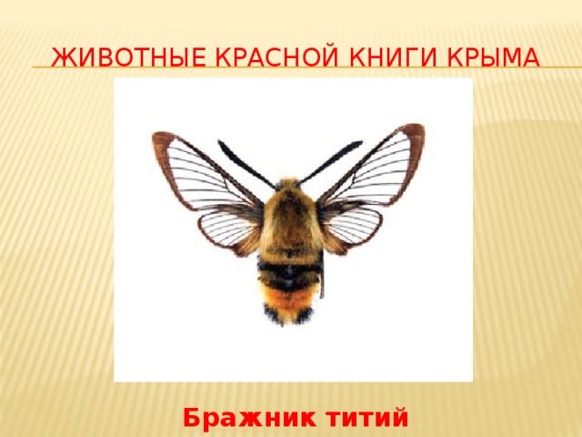 Животные Красной Книги Крыма Бражник титий 