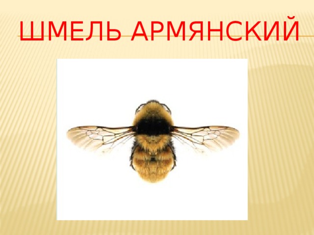 Шмель армянский 