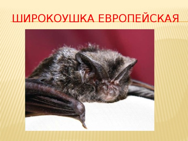 Широкоушка европейская 