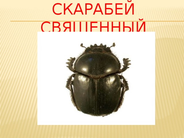 Скарабей священный 