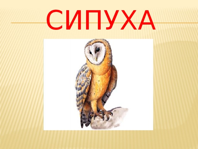 сипуха 