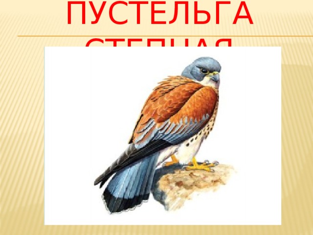Пустельга степная 