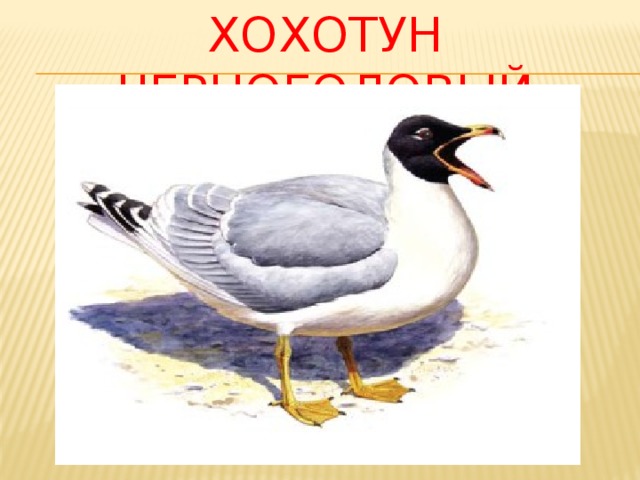 Хохотун черноголовый 