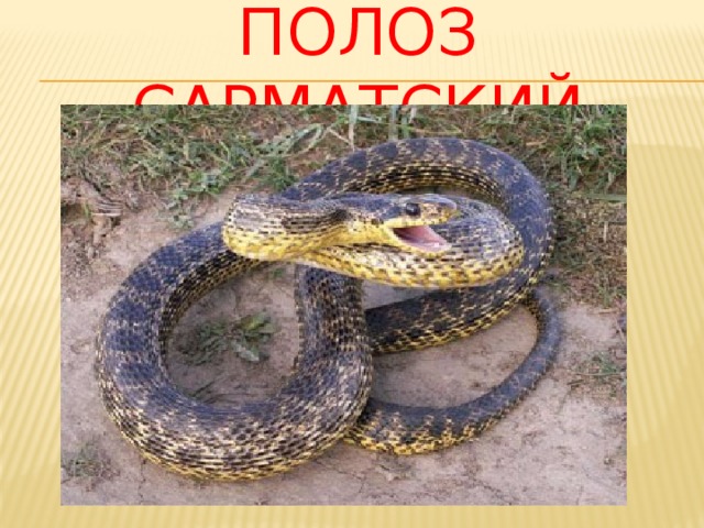Полоз сарматский 