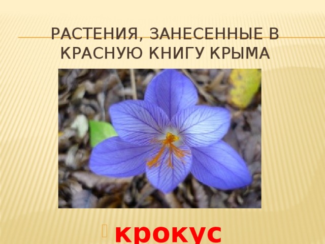 Растения, занесенные в красную книгу крыма крокус 