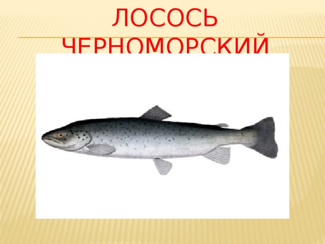 Лосось черноморский 