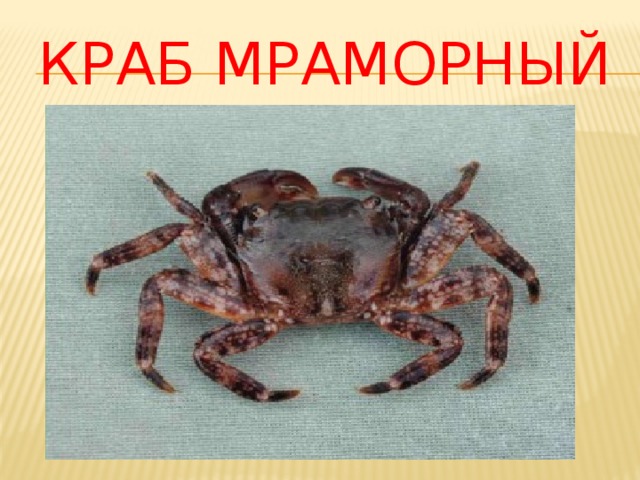 Краб мраморный 