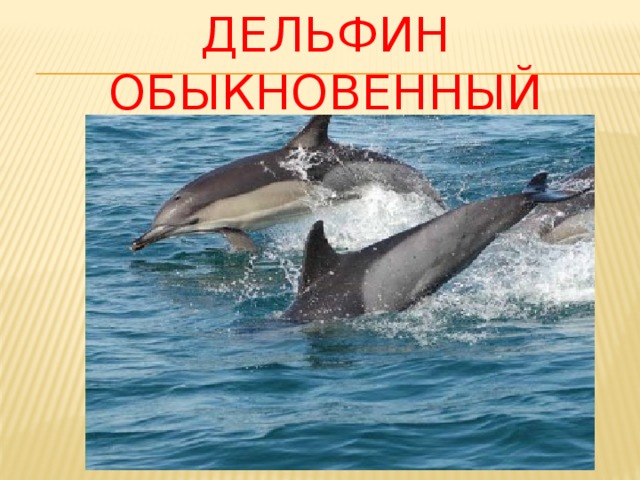 Дельфин обыкновенный 