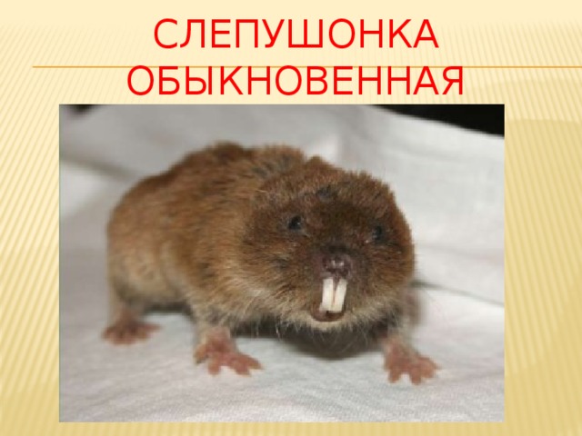 Слепушонка обыкновенная 